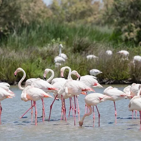 Un Nid En Camargue Salin-de-Giraud